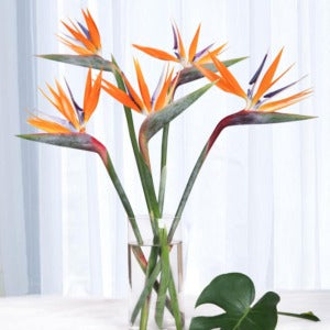 Birds of Paradise (Premium)