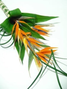 Bridal Bouquet Birds of Paradise