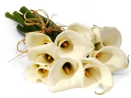 Callas Lily White - Premium