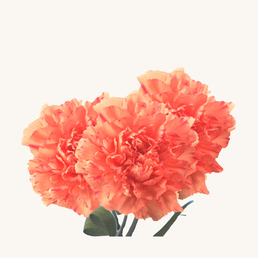 Fresh Carnations (Premium)