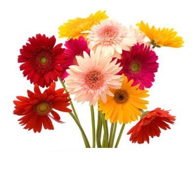 Fresh Gerbera Daisy (Premium)