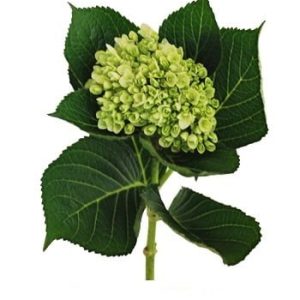 Hydrangea Baby Green