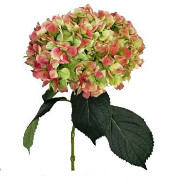 Hydrangea Antique Green/Red