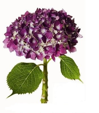 Hydrangea Purple (Premium)