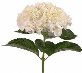 Hydrangeas White Premium