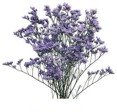 Limonium (Premium)